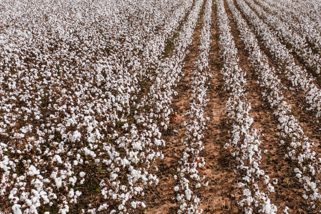 Uzbekistan launches fund to expand sustainable cotton certification
