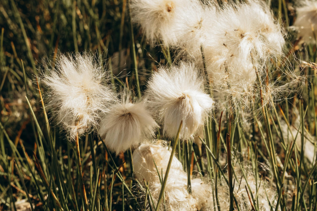 U.S. Cotton Trust Protocol reports five years of verified sustainability progress