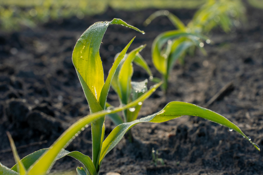 Kellanova expands regenerative farming efforts to cut supply chain emissions