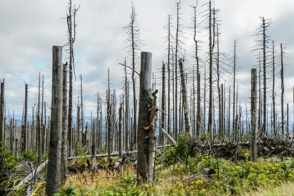 EU faces fresh delay as Parliament moves to push back deforestation law